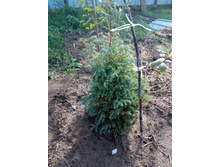 ����������� ��������