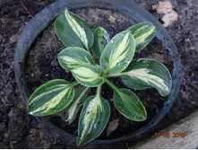 Hosta - "Snow Mouse"   ������� ���� - ���� ����