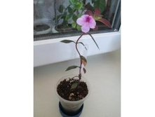 55d8313f683f4 img0456.jpg