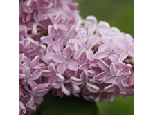 ������ hyacinthiflora Buffon