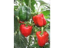 ����� ������� - 9,50 ���. - 10 ��.jpg