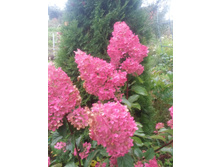 ��������� ������ �����