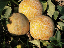 ���� ����������. 6,5 ���. - �� 10 �����. ������.jpg