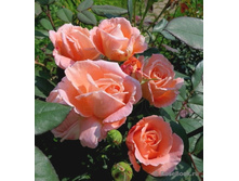 Susanna Tamaro ���� 2