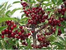 ����� ����������-200�.jpg