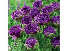 ������� Double Blue