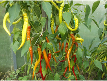 ����� ������ ������� ���