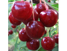 ����� ���������� ���������-200�.jpg