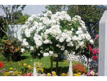 ����� Sanders White 140��-30,42.jpg