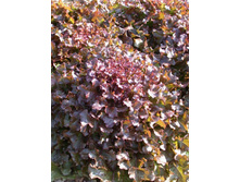 �����-����-�������-5,70 ���. - 0,5 ��.jpg