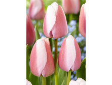 13,81���. ������� ��������.jpg