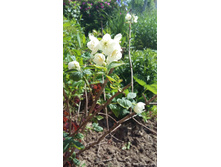 ������ - 2 ��.