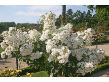 ����� Guirlande d'Amour 140��-30,42.JPEG