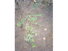 ��������� �������