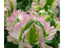 ������� ���� ���� 160 ���. ��. (� ��� 5 ��.) �������� � ���� � ���������. ����� ����������� ��������. ������ 1 ��� 2 �������� ��� �����.png