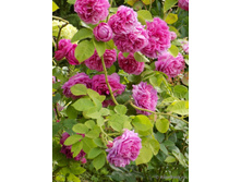 Charles de Mills-13,54