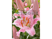 29,8���. ����� ����� ���(��� 5 ��. ���������� ������ 2 ��� 3 ��.)���16.jpg