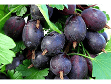 ��������� �������� �2-220�.png