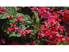 ������������ ������������� (Clerodendrum speciosissimum) - ������ �������� ....