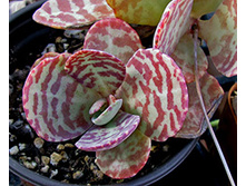 �������� ���������,