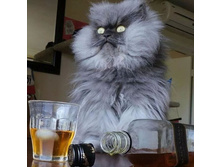 ������� ���� �������!