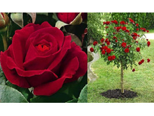 ����� Dame de Coeur 110 ��-23,66