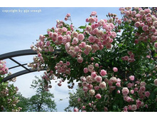 Frau Eva Schubert-11,93