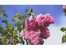 Syringa hyacinthiflora "Ester Staley"