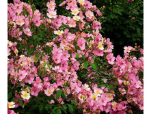 Plaisanterie (����2)