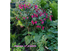 Empress DSC2354m.jpg