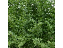 ��������-����� 4 ���. - 0,1 ��.jpg