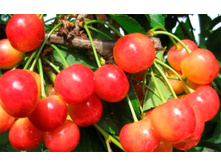 ������� �������� �������-230�.jpg