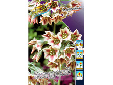 ��� �����. ���������� (nectaroscordum) 16,38���. (�������� 12��).jpg