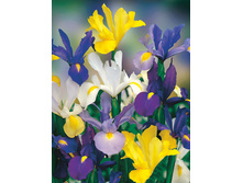 ���� ����������� (�����) 7-8 (10��) ������ ���� 103,8 ���. ����� ���� 88,23 ���.jpg