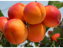 ������� �������-230�.jpg