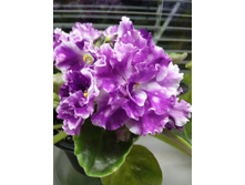 ��-��������