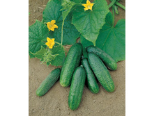 ������ ������� �1 -7,20 ���. �� 10 �������.jpg