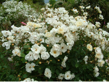 Autumn Delight-10,14