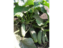 ������ �������� 5,60 ���. - 0,5 ��. ����� ����� ����������..jpg