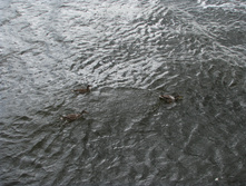 IMG 6901.JPG
