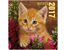 ��������� ������. �������. �� ������� Standard - ������, 22-24 ��, 12 �., 2017 �. 41,48.jpg