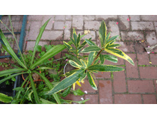 ������� �������������