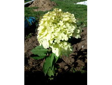 ���� ����