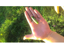 ����� ����� �������))