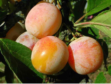 ����� ���������-230�.jpg