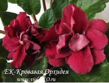 �������� �������.jpg