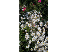 ����� Snow Star 140��.jpg