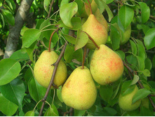 ����� �������-160�.jpg