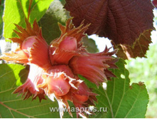 ������ (������ ����� �������� �������) �3-C4-230�