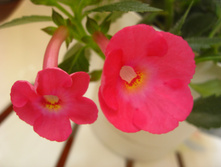 ����-�������